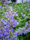 Catmint