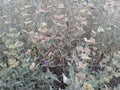 Catmint in the fall is more seeds than flowers Royalty Free Stock Photo