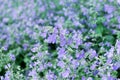 Catmint garden Royalty Free Stock Photo