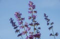 Catmint, nepeta faassenii, purple flowering garden plant Royalty Free Stock Photo