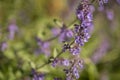 Catmint, nepeta faassenii, purple flowering garden plant Royalty Free Stock Photo