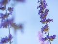 Catmint, nepeta faassenii, purple flowering garden plant Royalty Free Stock Photo