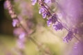 Catmint, nepeta faassenii, purple flowering garden plant Royalty Free Stock Photo