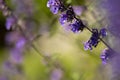 Catmint, nepeta faassenii, purple flowering garden plant Royalty Free Stock Photo