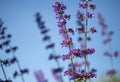 Catmint, nepeta faassenii, purple flowering garden plant Royalty Free Stock Photo