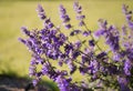 Catmint, nepeta faassenii, purple flowering garden plant Royalty Free Stock Photo