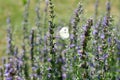 Catmint nepeta plant flower blossom bee butterly