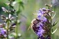 Catmint  nepeta plant flower blossom bee butterly Royalty Free Stock Photo