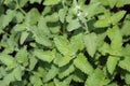 Catmint Plant