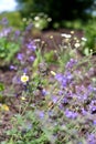 Catmint and Wild Chamomile Daisy Flowers in Butterfly Garden