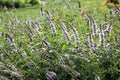 Catmint with flowers