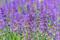 Catnip flowers (Nepeta cataria) field in summer