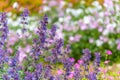 Catnip flowers (Nepeta cataria) field in summer