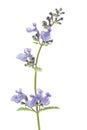 Catnip flowers (Nepeta cataria) Royalty Free Stock Photo