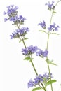 Catnip flowers (Nepeta cataria)