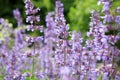 Catnip flowers (Nepeta ) Royalty Free Stock Photo