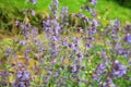 Catnip flowers (Nepeta ) Royalty Free Stock Photo