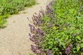 Catnip flowers (Nepeta) in country rustic garden.