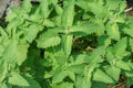 Catnip leaves