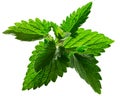 Catnip leaves n. cataria, paths