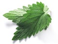 Catnip leaves Nepeta cataria isolated w clipping paths, top view