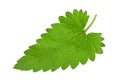 Catnip lemon mint leaf