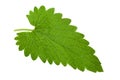 Catnip lemon mint leaf