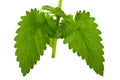 Catnip lemon mint leaf