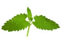 Catnip lemon mint leaf