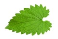 Catnip lemon mint leaf