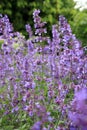 Catnip, Nepeta background Royalty Free Stock Photo