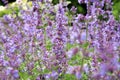 Catnip, Nepeta background Royalty Free Stock Photo