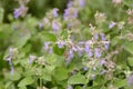 Catnip (nepeta cataria) Royalty Free Stock Photo