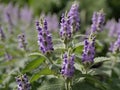 Catnip (Nepeta cataria)