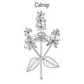 Catnip nepeta cataria , or catswort, catmint - spice plant. Royalty Free Stock Photo