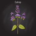 Catnip nepeta cataria , or catswort, catmint - spice plant Royalty Free Stock Photo