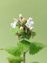 Catnip (Nepeta cataria) Royalty Free Stock Photo