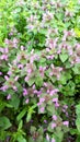 Catnip nepeta cataria. Kotovnik is a perennial herbaceous plant with purple flowers. it is a tall, rather strong plant, reaching Royalty Free Stock Photo