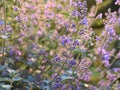 Catnip Nepeta cataria purple flowers flowering ina garden