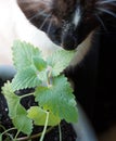 Catnip Plant With Cat