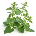 Catnip plant isolated on white background