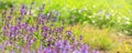 Catnip with purple flowers on a blurred background in a field with selective focus in the rays of the spring sun Royalty Free Stock Photo
