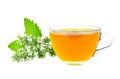catnip tea Royalty Free Stock Photo
