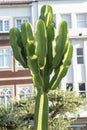 cato Euphorbia candelabrum inserted in an urbanized area. Royalty Free Stock Photo