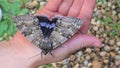 Catocala fraxini Blue underwing or Clifden nonpareil Royalty Free Stock Photo