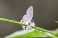 Catochrysops strabo, the forget-me-not,[1][2] is a small butterfly found in Asia that belongs to the lycaenids or blues family