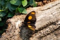 Catonephele Numilia Butterfly