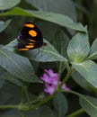 Catonephele numilia Halloween Butterfly