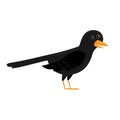 catoon common black bird, vector ilustration isolated on white background