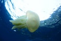 A Catostylus tagi jellyfish Royalty Free Stock Photo